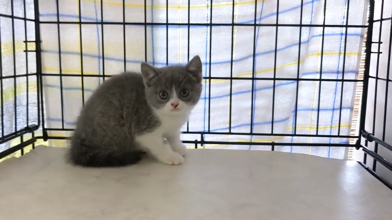 【茨城県のブリーダー　ペットショップスズキ　ブリティッシュショートヘア　子猫販売】