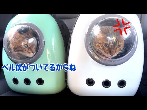 猫夫婦揃って健康診断に向かう車内（不機嫌）