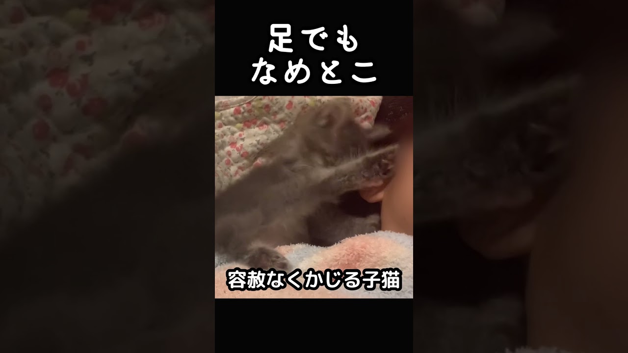 寝ている飼い主の耳をかじってみた子猫の反応が可愛いかった♡  Cute kitten bites owner’s ears. #Shorts #kitten #子猫