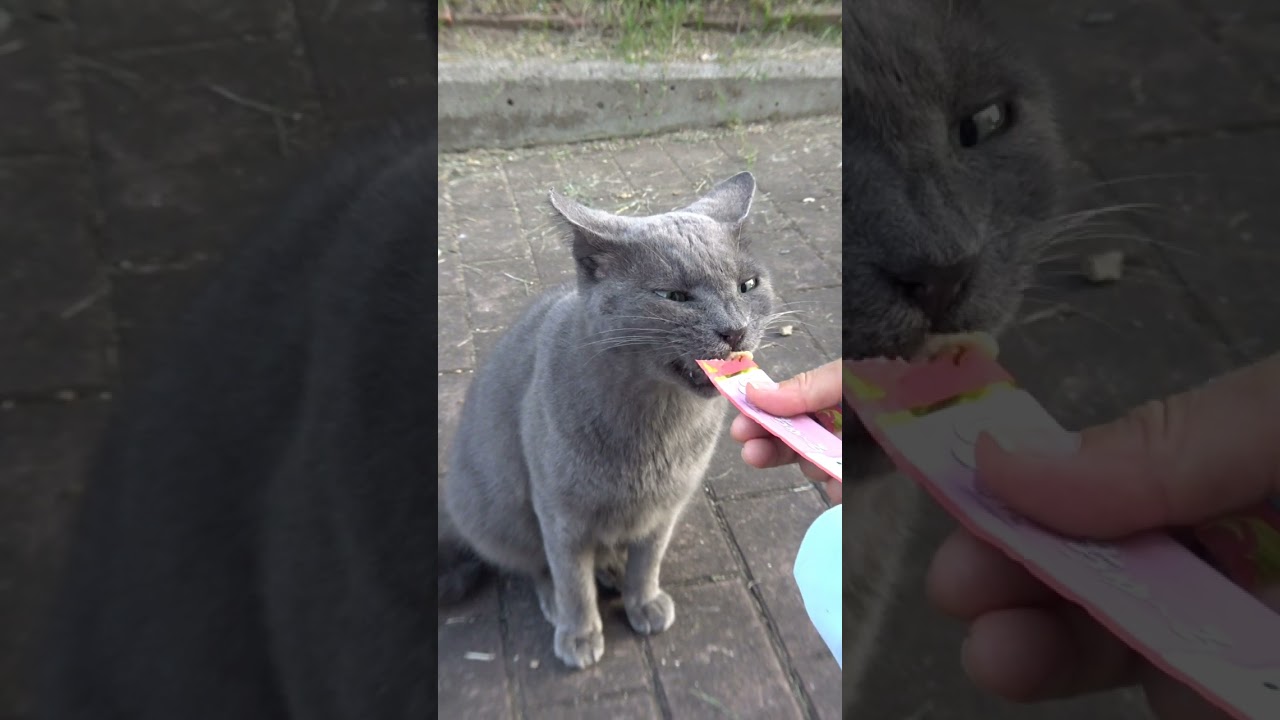 おやつが美味しいとイカツイ顔になるシャルトリューの地域猫！(ロッシーちゃん)😅😻A cat that makes a scary face with delicious treats!　#Shorts