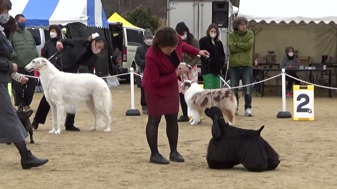 2023.2.11. 倉敷全犬種クラブ展　BTB　BIS戦
