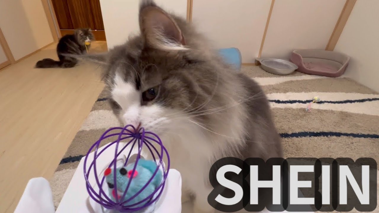 【SHEIN購入品】新しいおもちゃに興味津々のノルウェージャンフォレストキャット❤︎