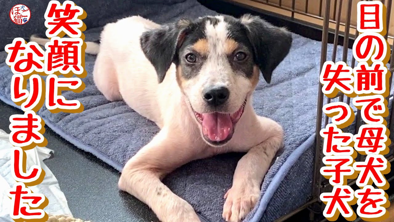 【子犬　保護犬　子猫】　目の前で母犬を失った子犬　自由な子猫に振り回されながら、心も体も順調に回復中です♪