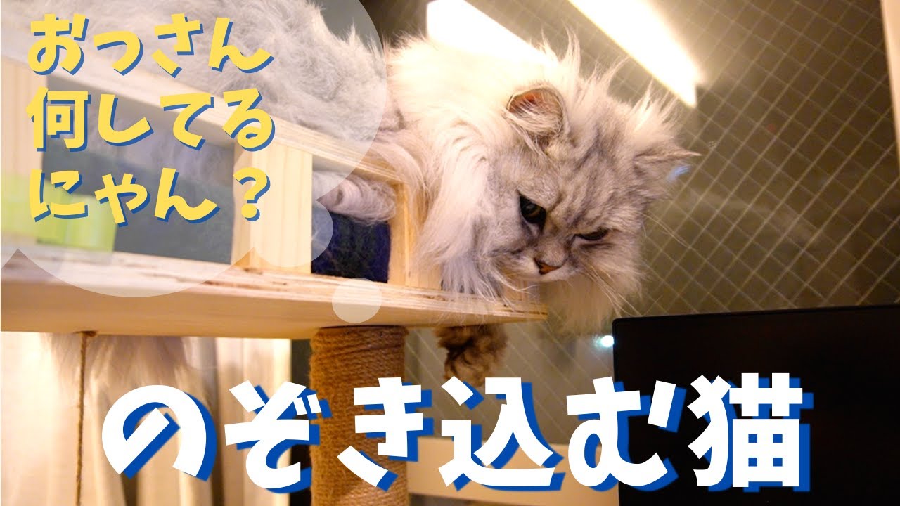 のそき込んでくる猫｜ラガマフィンのラガさん