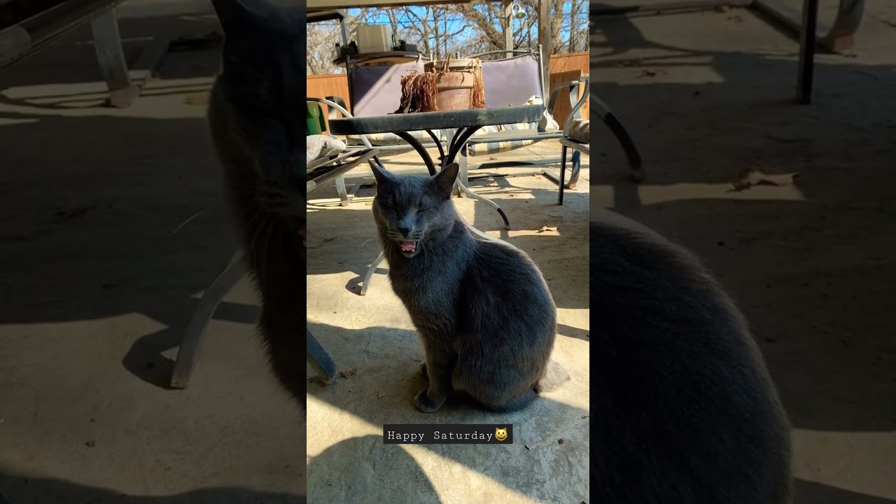 Tom Cat manx cat #cat #catshorts #catsofyoutube