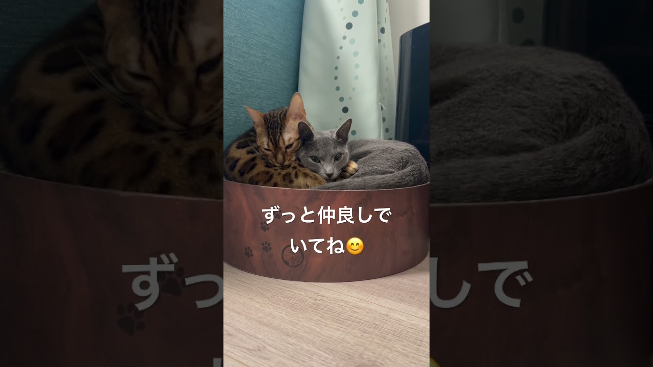 仲良しなベンガル猫とロシアンブルー