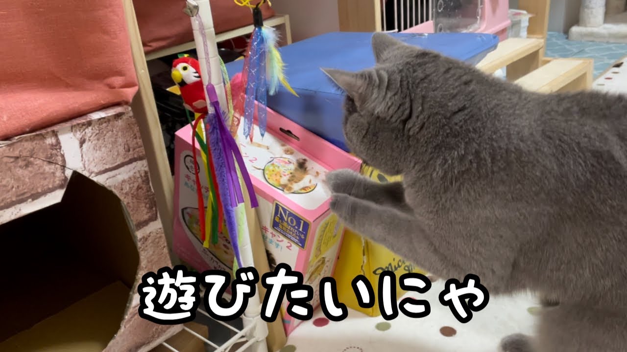弟に優しいブリティッシュショートヘアぶりくんが可愛すぎる！Gentle British Shorthair Buri-kun is too cute!