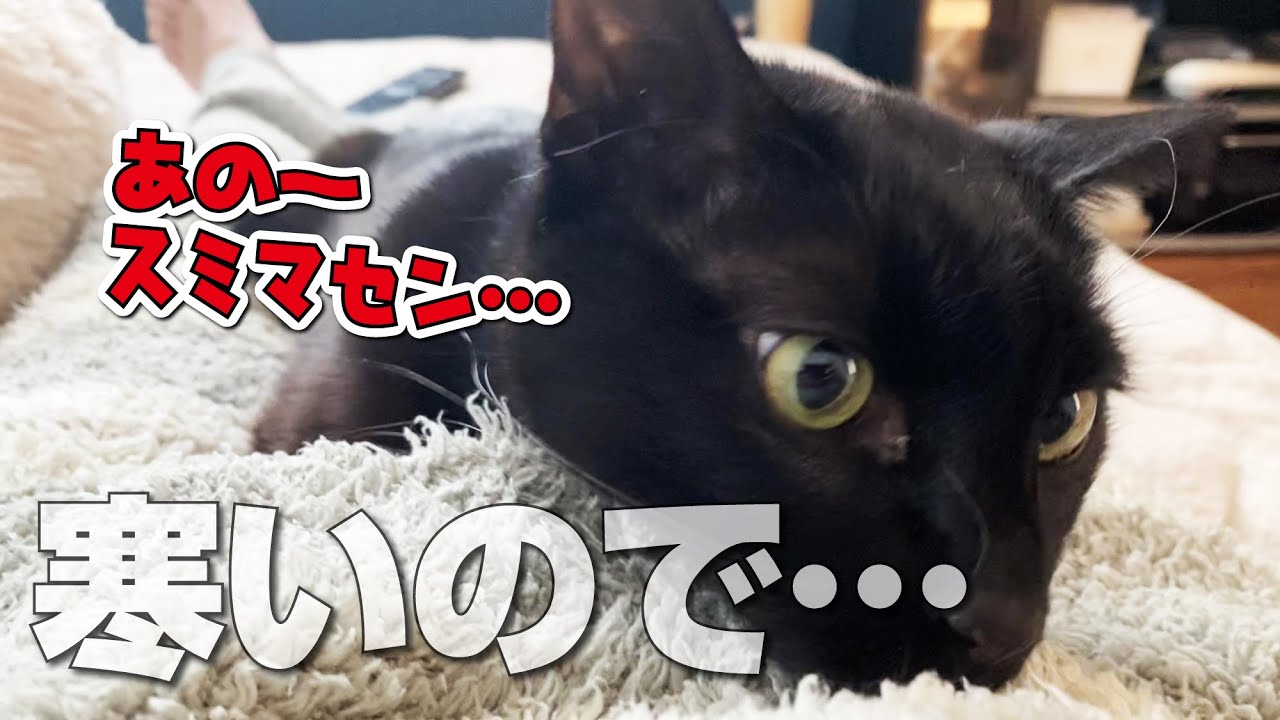 超寒がりな猫が飼い主に取った行動がこちら！