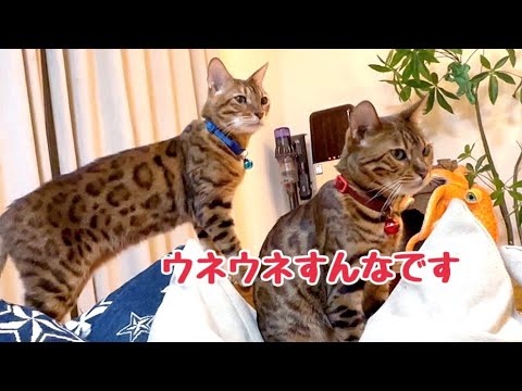 甘えんぼ全開の黒猫ナナに呆れ顔のベルさん