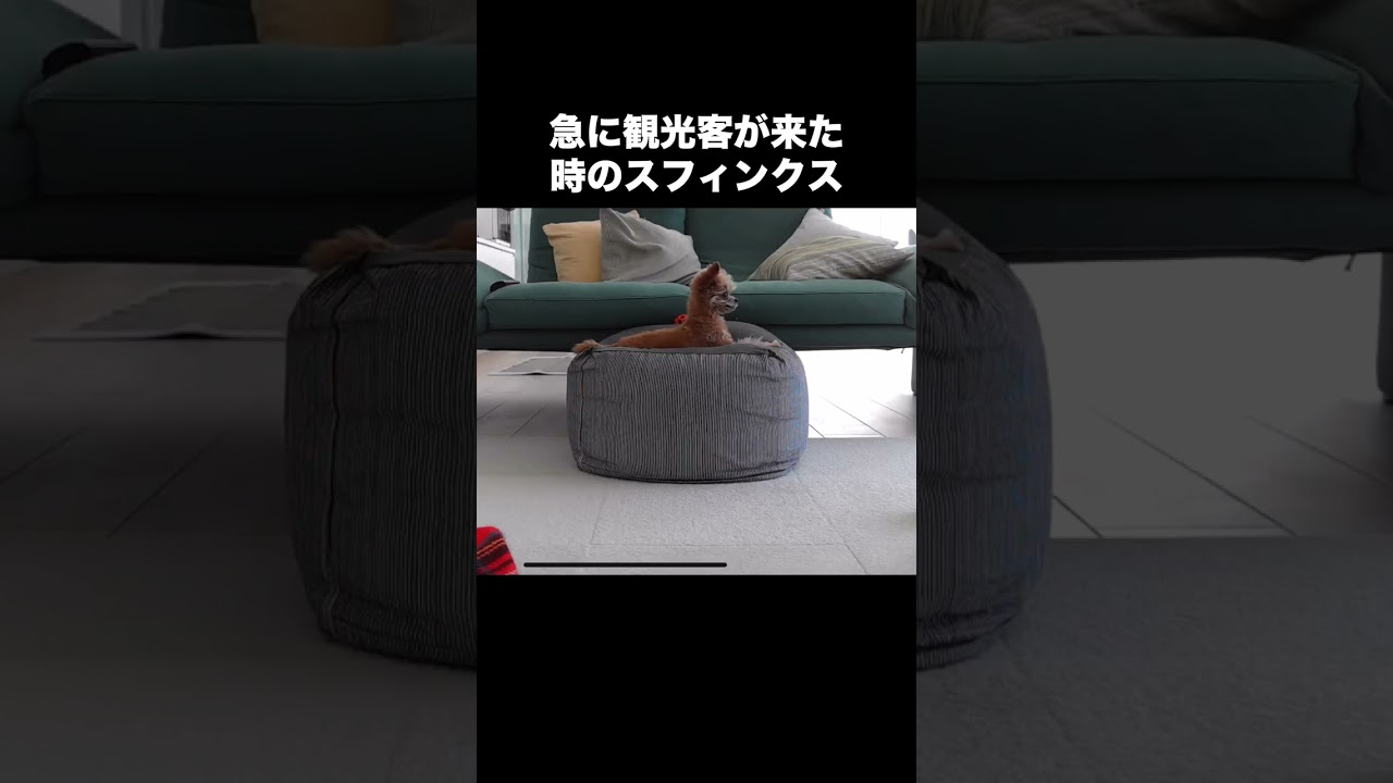スフィンクスになったチワプー #shorts
