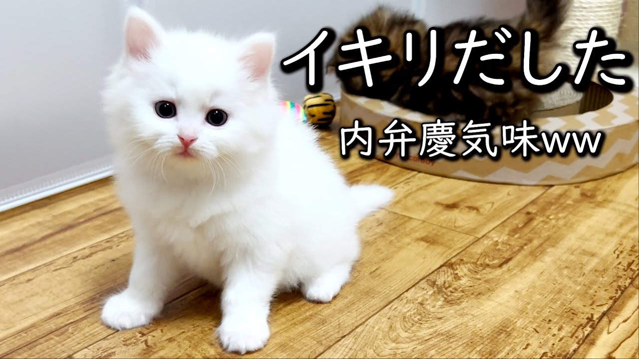 【マンチカンの子猫】子猫達がイキりだした件 ∼猫のいる生活Vol.617∼ 出産動画 マンチカン短足・ミヌエット・ペルシャ猫専門ブリーダー『ペット蔵人』【子猫の成長記録】