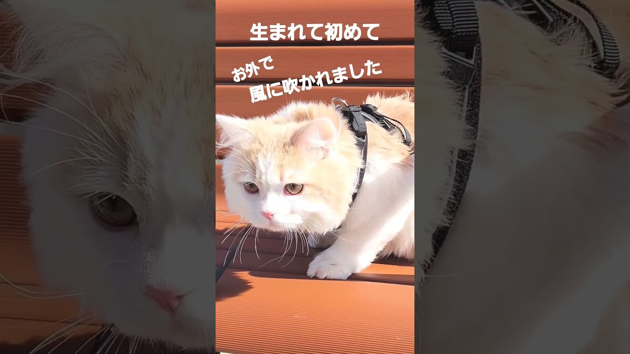 【子猫】生まれて初めて風をあつめた猫#ラガマフィン #猫動画 #shorts