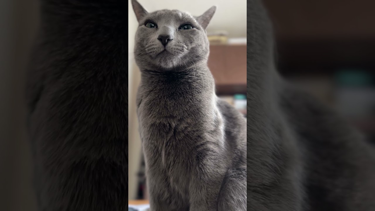 ドアップで撮った猫ふぷ君