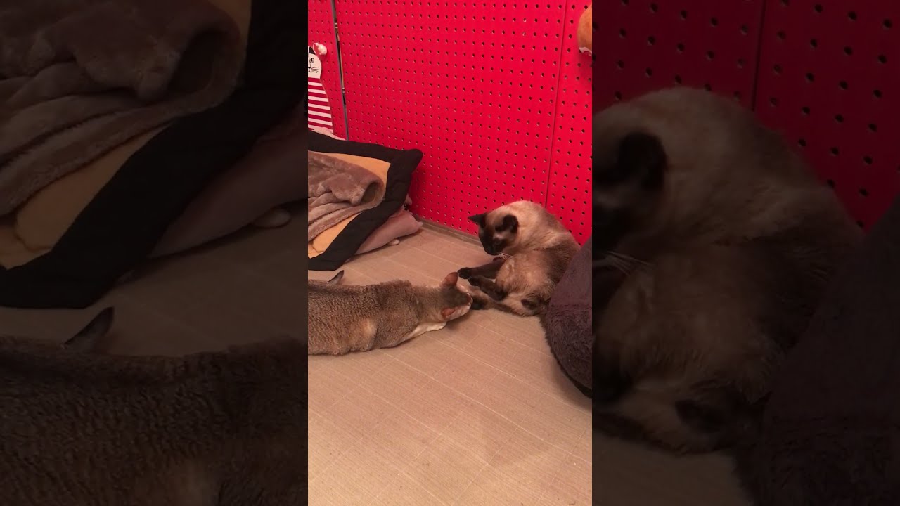 たぬき猫の毛づくろいをお手伝いするシンガプーラなのにゃ♪