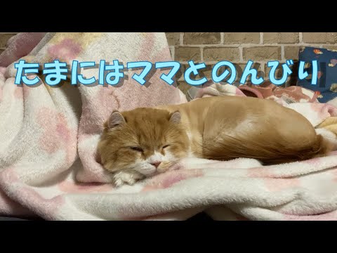 【ｱﾒﾘｶﾝｶｰﾙmocca】たまにはママとのんびり #猫 #アメリカンカール #cat