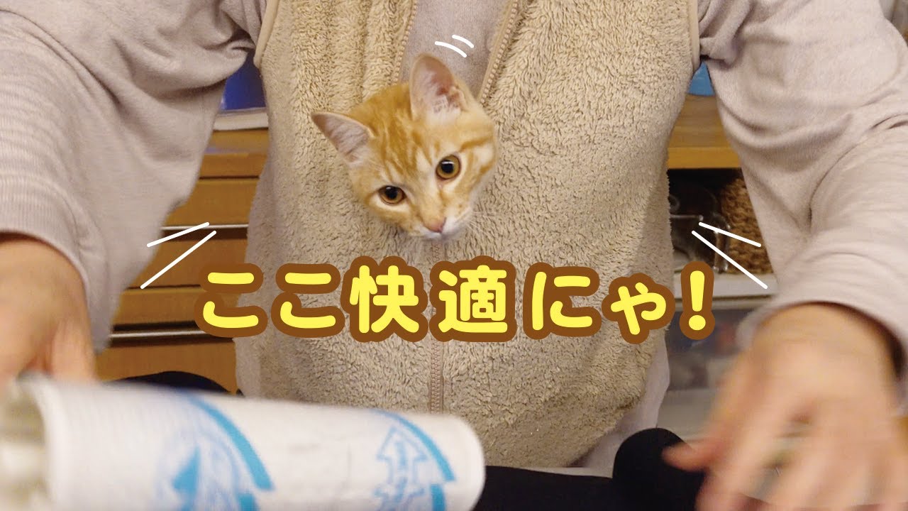 【保護猫きぃちゃん】お母さんのお腹におさまる子猫ちゃんが可愛い！