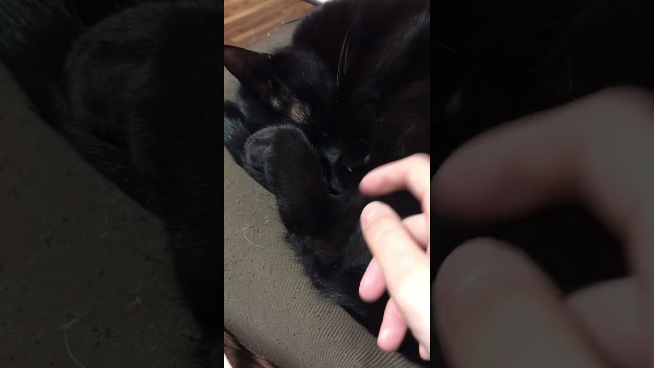 にゃんもないとおこげ！