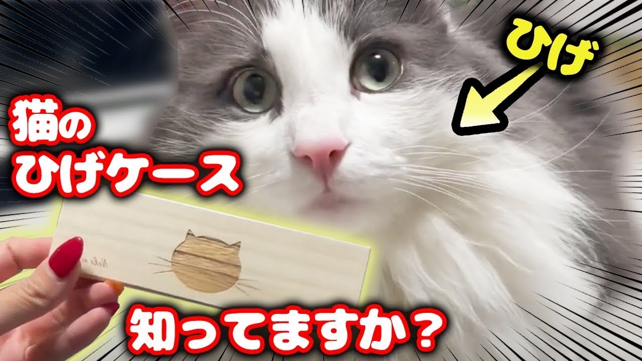 猫のひげケース買ってみた！【ノルウェージャンフォレストキャット】