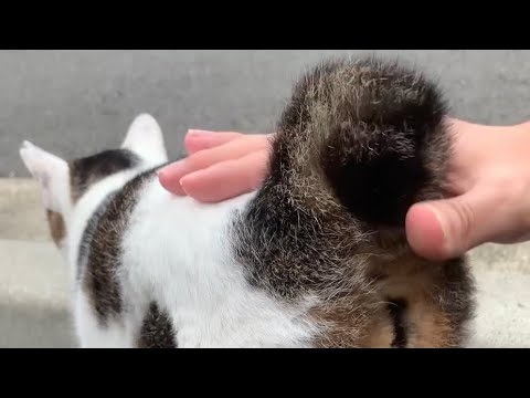 ジャパニーズボブテイルから読み解く猫の気持ち・・・