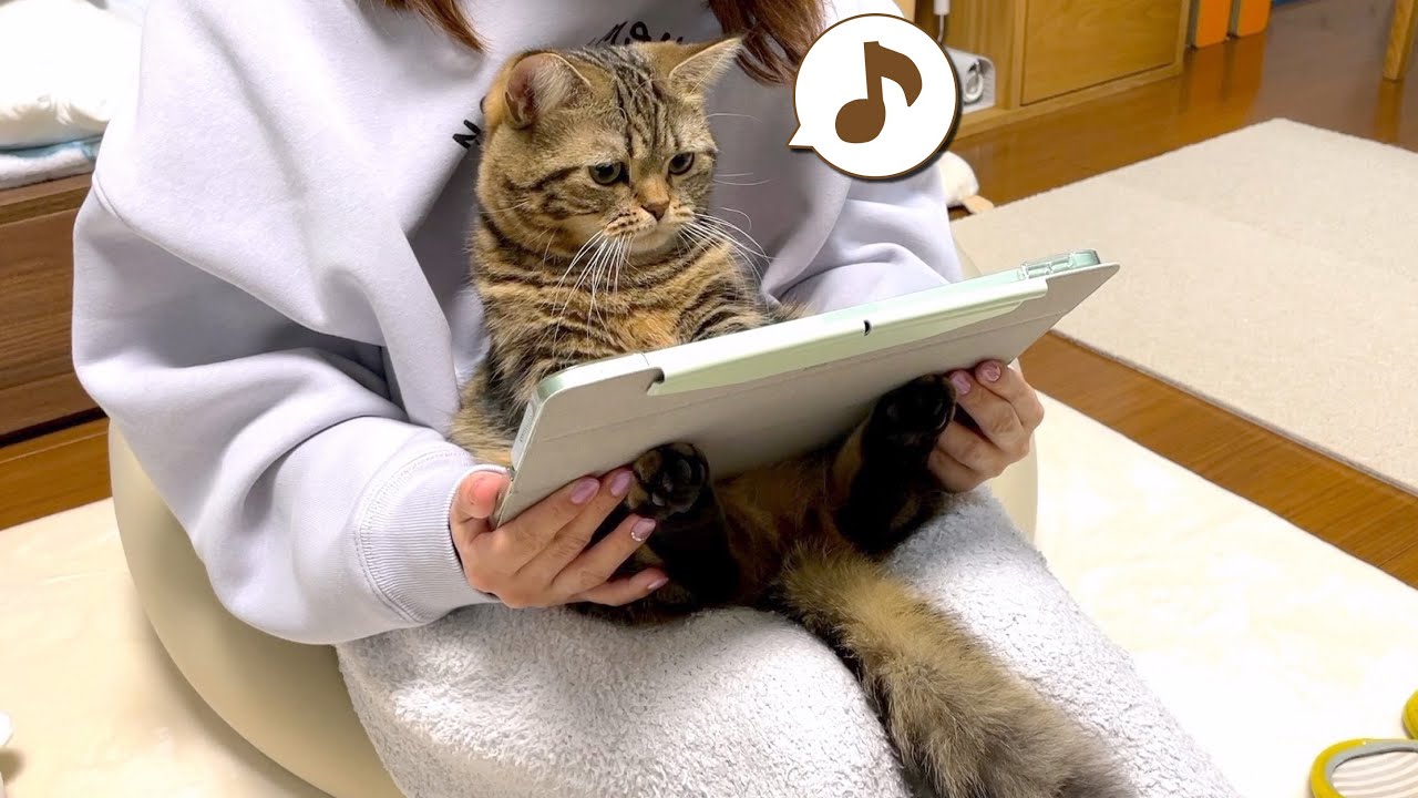 子供みたいにアプリゲームに夢中になっちゃう猫が可愛い！