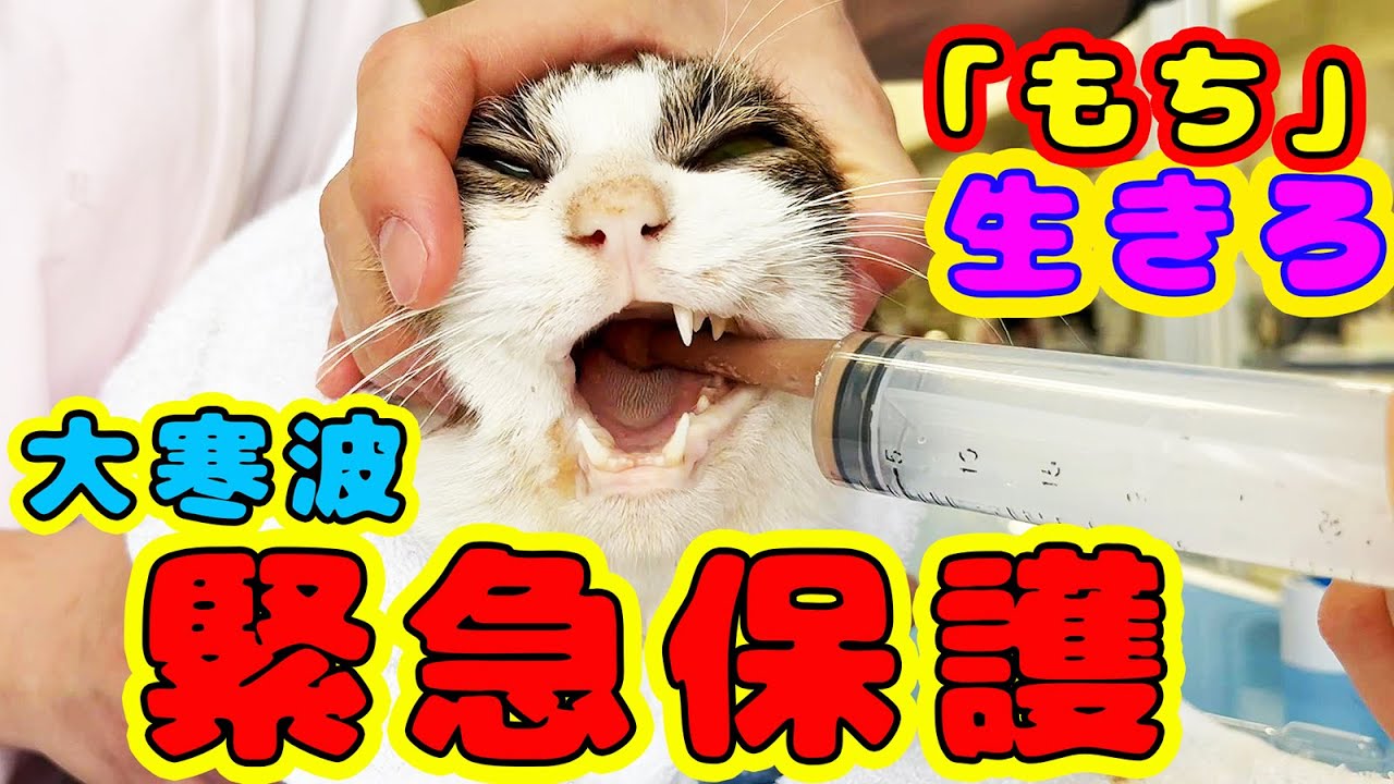 大寒波後に野良猫緊急保護 ボランティアさんの前で倒れ 経過報告