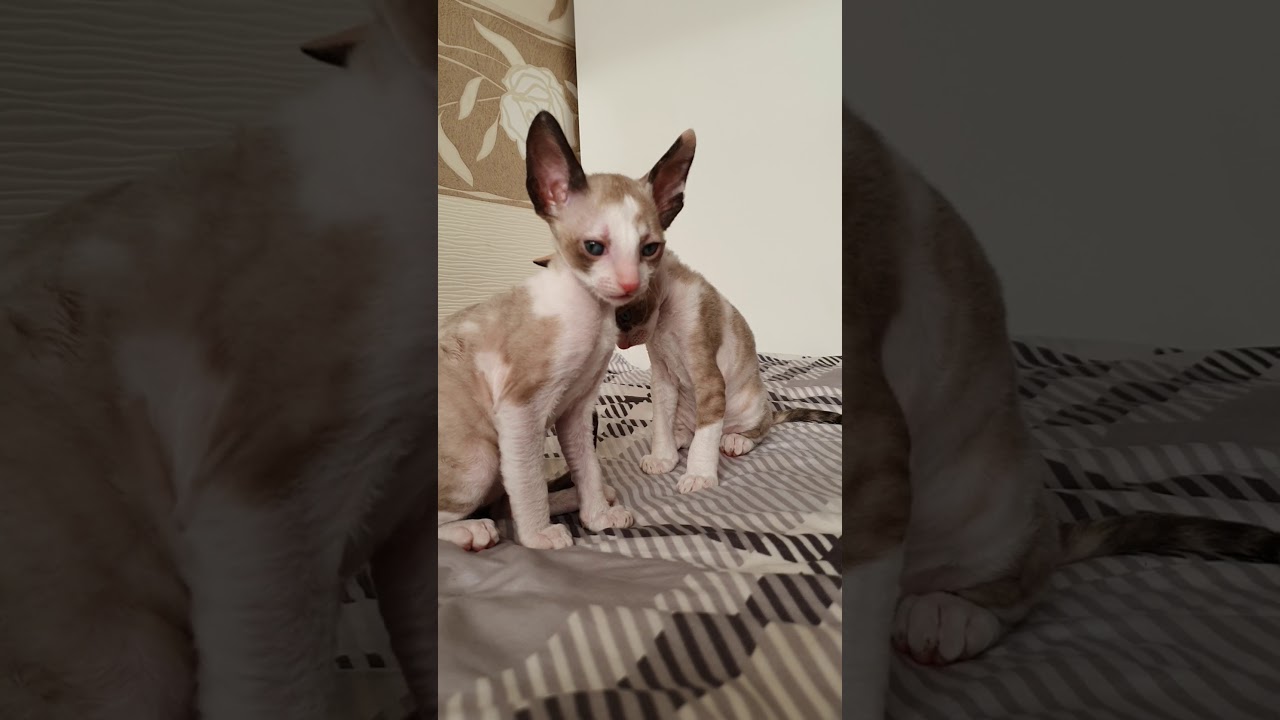Cornish Rex sisters playing together!!! Adorable Kittens!!!