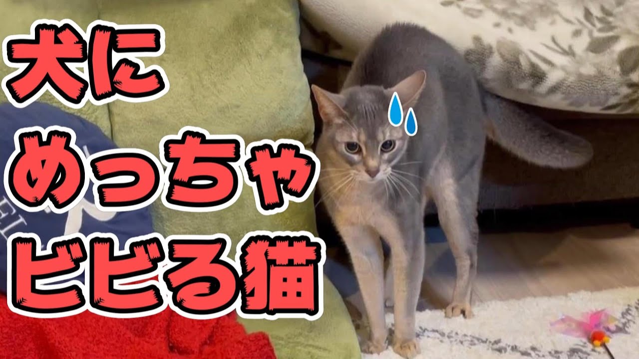 初めて犬に会った猫の反応が超絶面白かった♡
