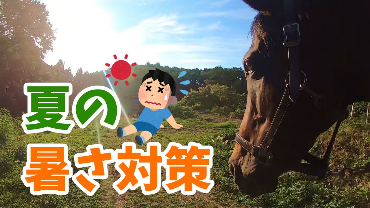 暑い夏を乗り越えよう！馬の暑さ対策