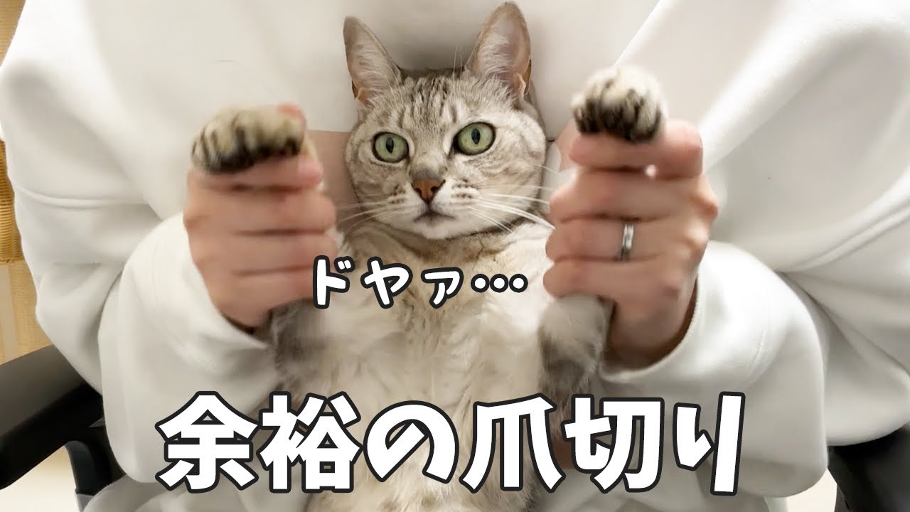 久々の猫4匹の爪切りの対応がプロでした…！！