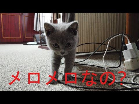 シャルトリューのかわいい子猫にメロメロw 子猫かわいい♪【Chartreux】샤 르트 뢰