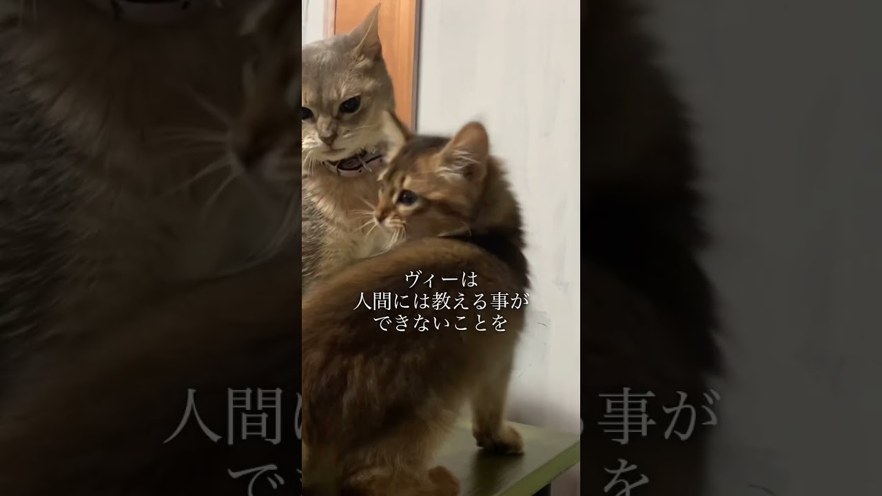 子猫の噛み癖を直してくれたのは先住猫