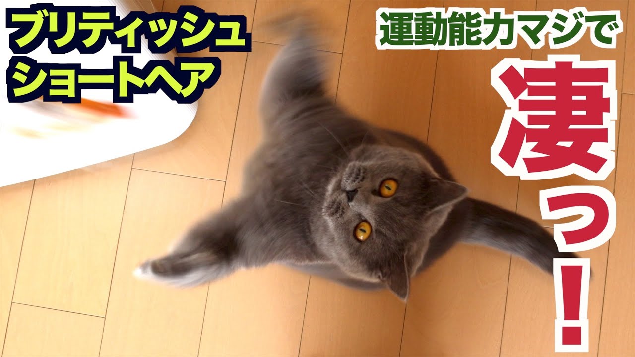 堕落した休日を過ごそうと思った私に…そうはさせなかった猫と一緒に堕落してた猫…笑