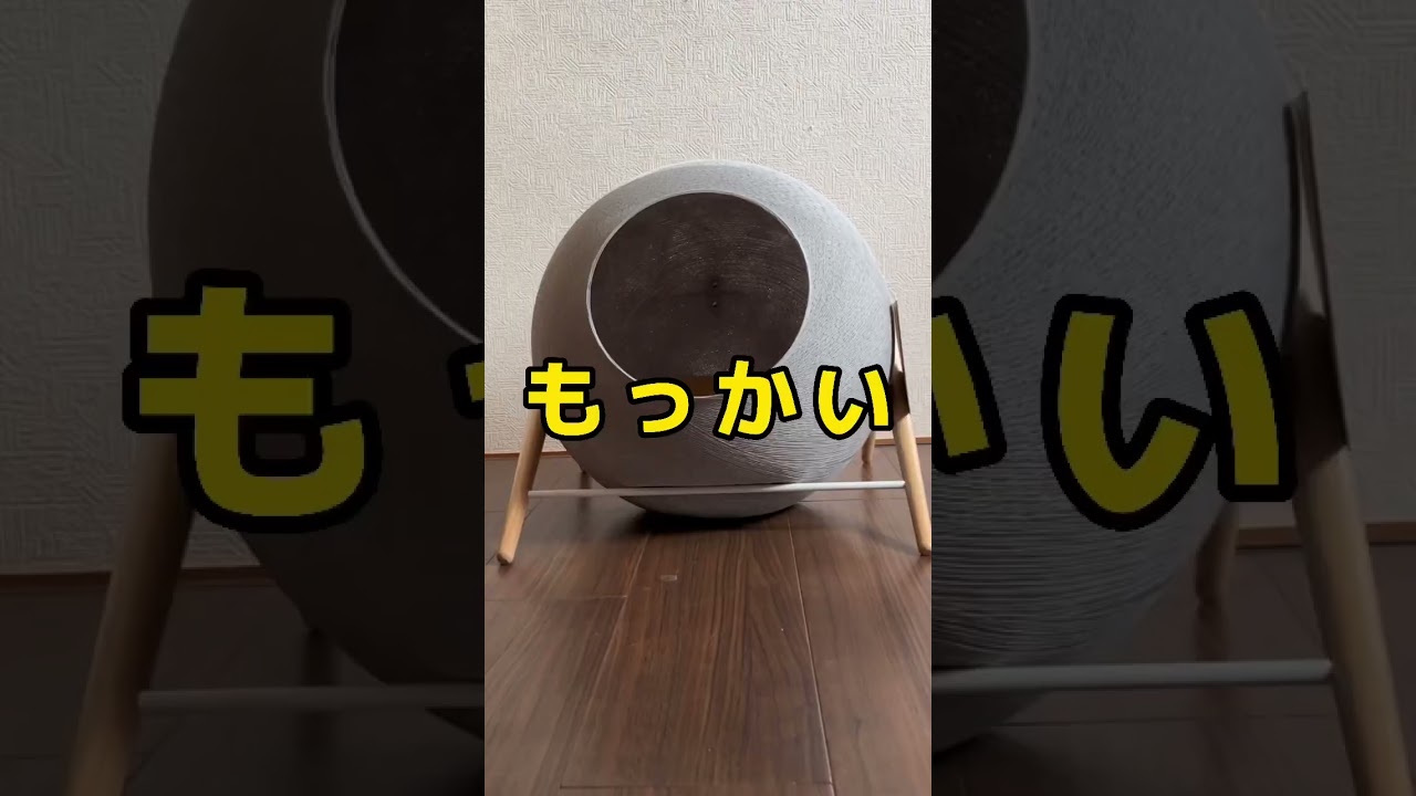 やっぱそうなるんよなーw #猫 #スコティッシュフォールド #ねこのいる生活