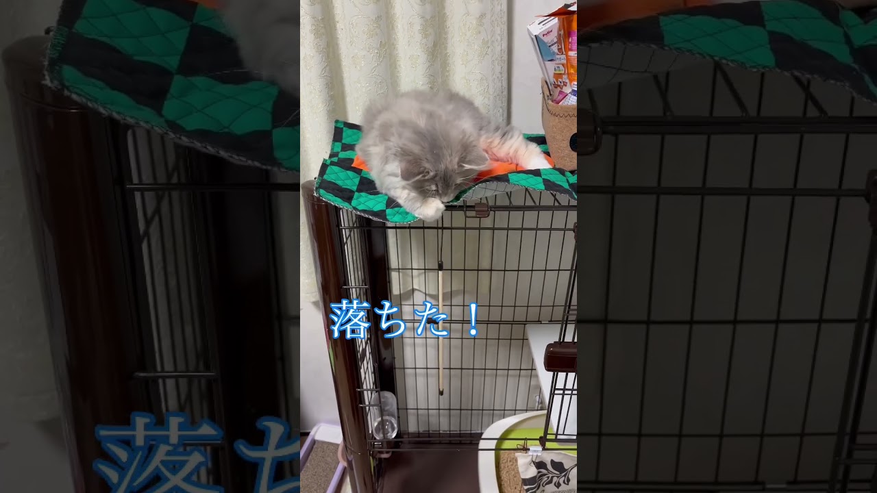 必死に落ちた棒を引き上げようとする猫#shorts #サイベリアン