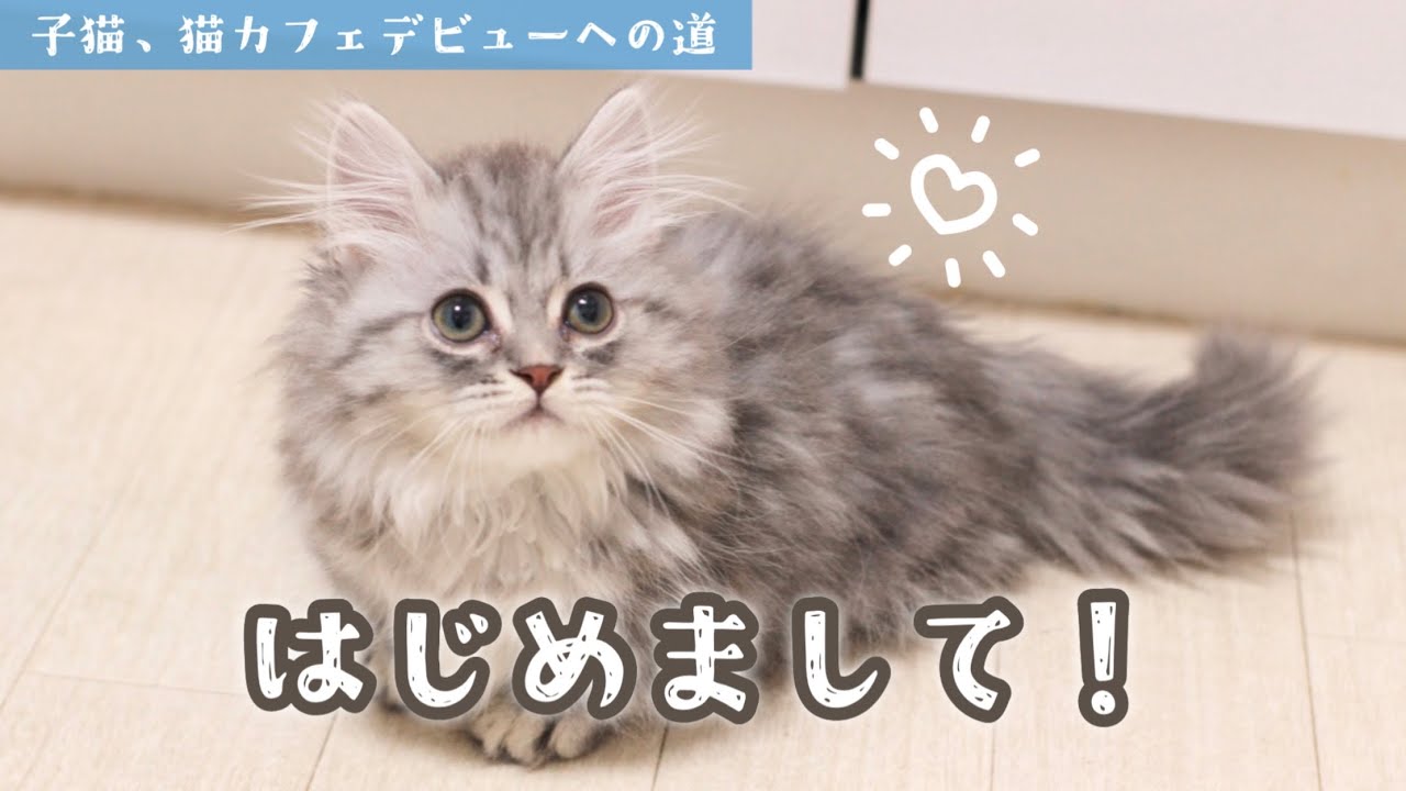 マンチカンの子猫をお迎えしたら可愛すぎて語彙力溶けた【マンチカン】
