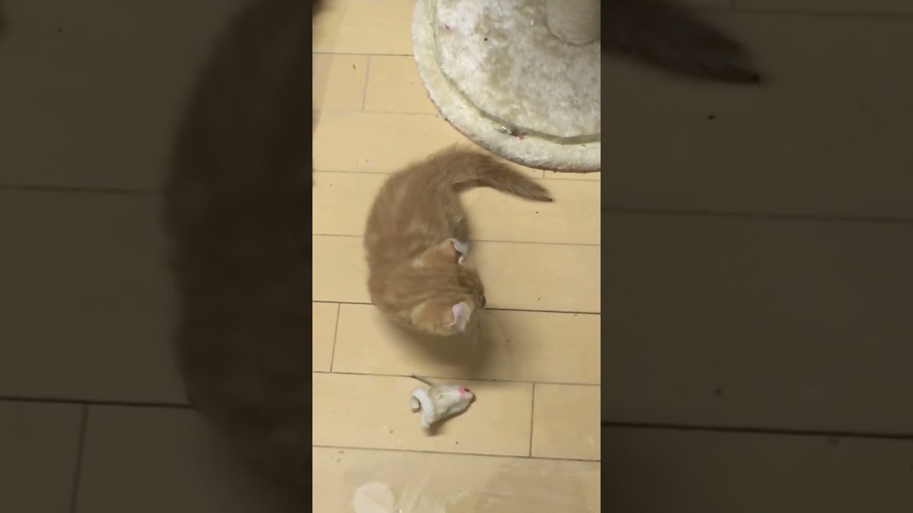 キンカローの赤ちゃん