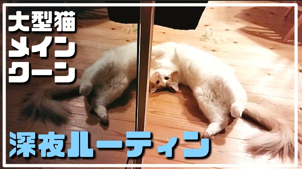 夜な夜な徘徊している大型猫メインクーンを観察してみたら...