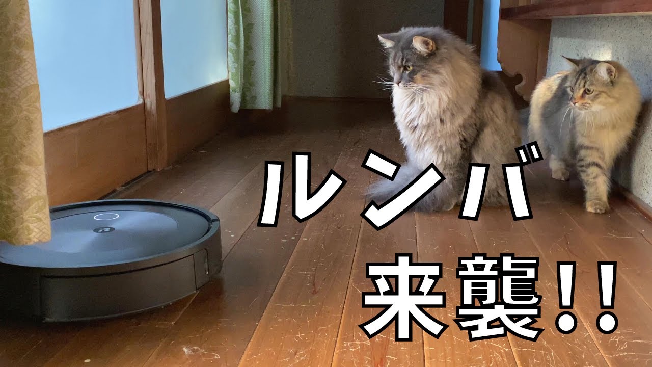 【猫とお掃除ロボット】ルンバｊ7をレンタルしてみた！【サイベリアン・ノルウェージャンフォレストキャット】