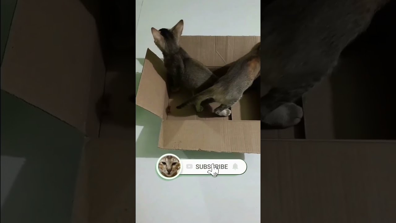 KITTENS OBSESSED WITH BOX ❤ #shorts #short #shortsfeed #cat #kitten #cute #catplaying#box #cardboard
