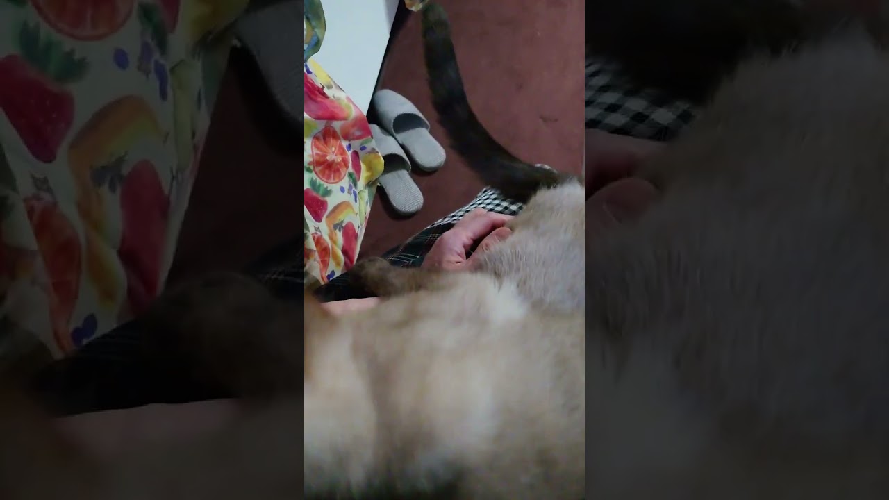 シャム猫風味なレンくん《お膝乗り》