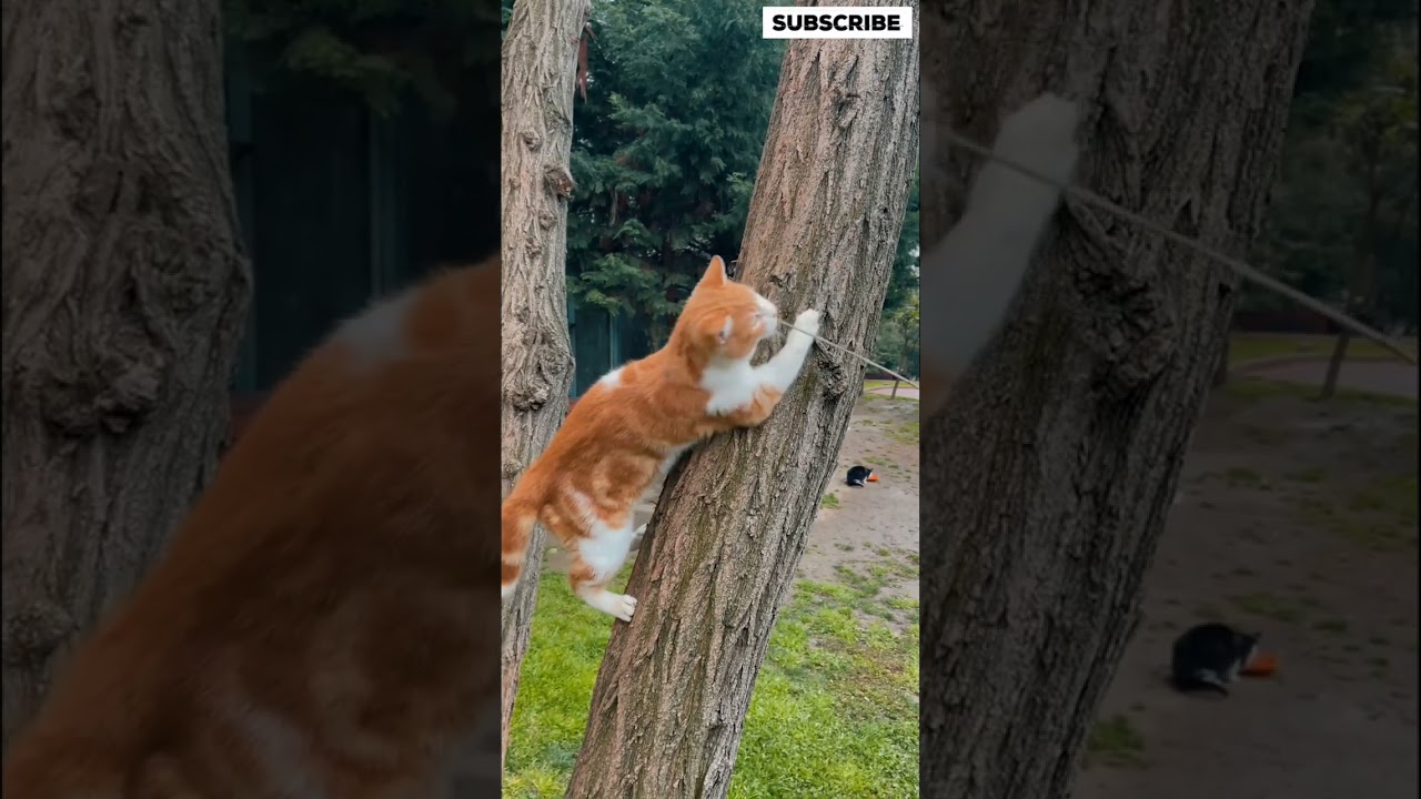 "Meet the Most Beautiful Brown Cat: Adorable and Majestic!"