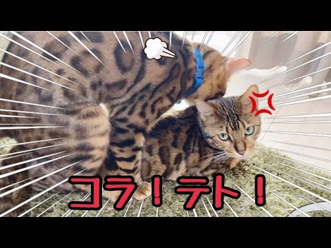 テトってほんとベル好きだね…