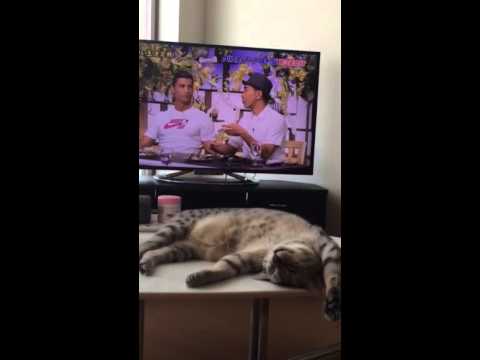 エジプシャンマウとＣロナウドの夢の共演