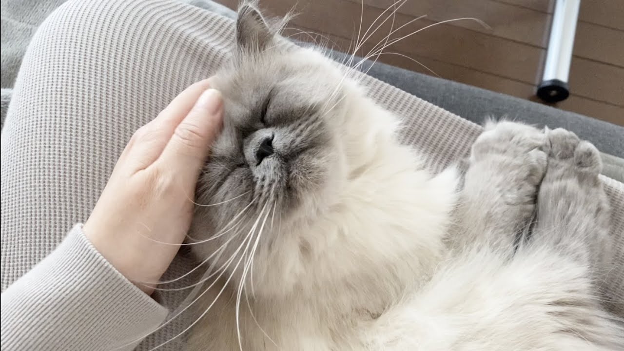 ひざのり猫[ヒマラヤン]/ぬいぐるみで遊ぶ子猫[ブリティッシュロングヘア]