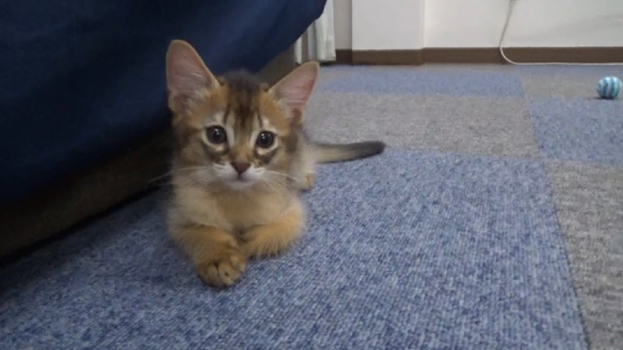 [ソマリ]　ゴロゴロする仔猫