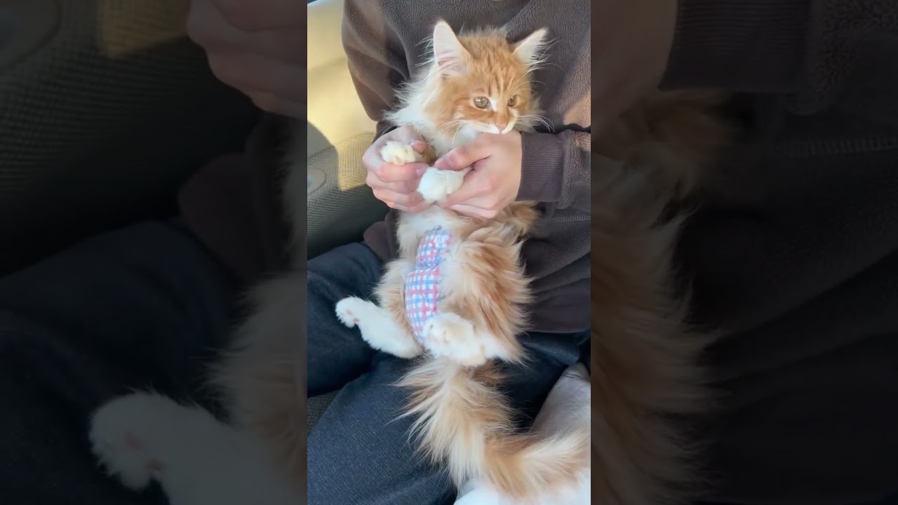 【子猫のはじめてのおぱんちゅ】#shorts#shorts#子猫#わ〜お！いないいないばあ#初めて#パンツ#赤ちゃん#こども