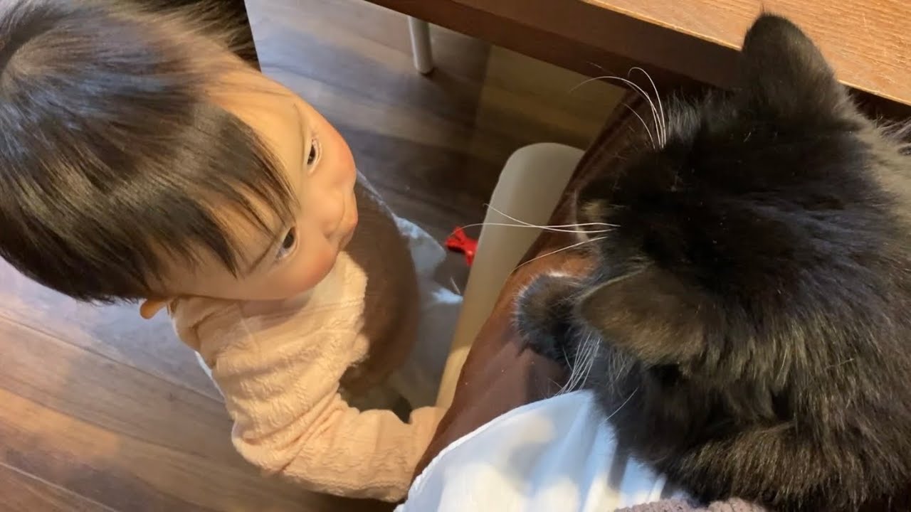 赤ちゃんを見守る猫と周りをうろつく猫　ノルウェージャンフォレストキャット　ラガマフィンA cat watching over a baby and a cat prowling around.