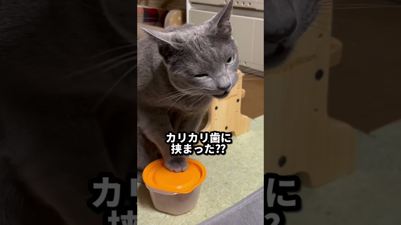 【ロシアンブルー】めろん、新しい週の始まり😌今週も穏やかに過ごせますように🍀【猫】#shorts