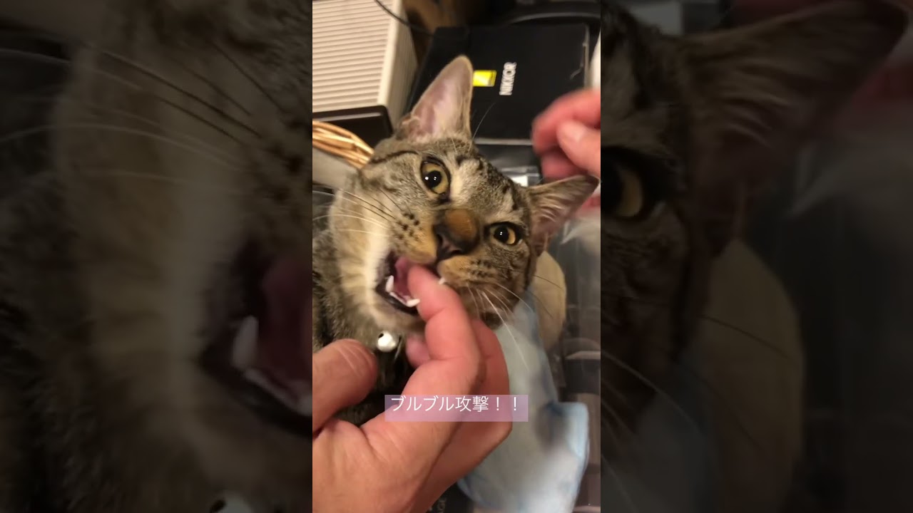 愛の重い飼い主達とまんざらでもない猫