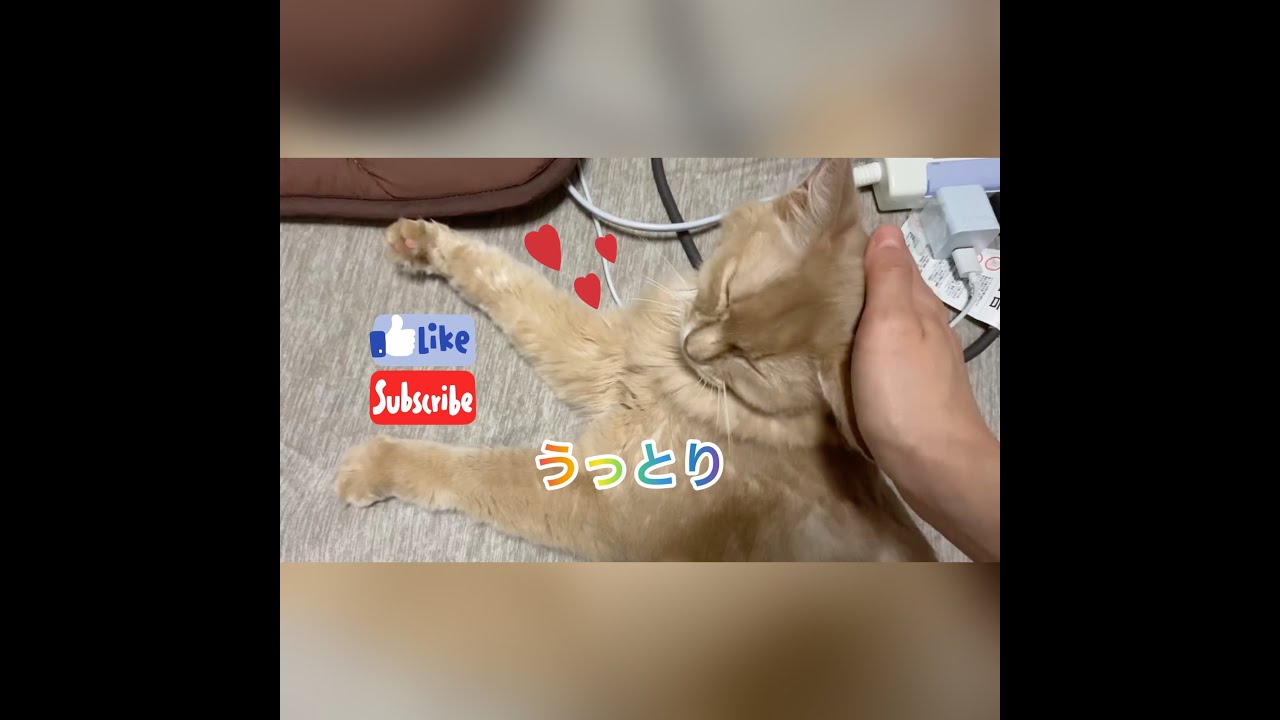 ティファのリラックスタイム🐱💕#猫#ソマリ#リラックス